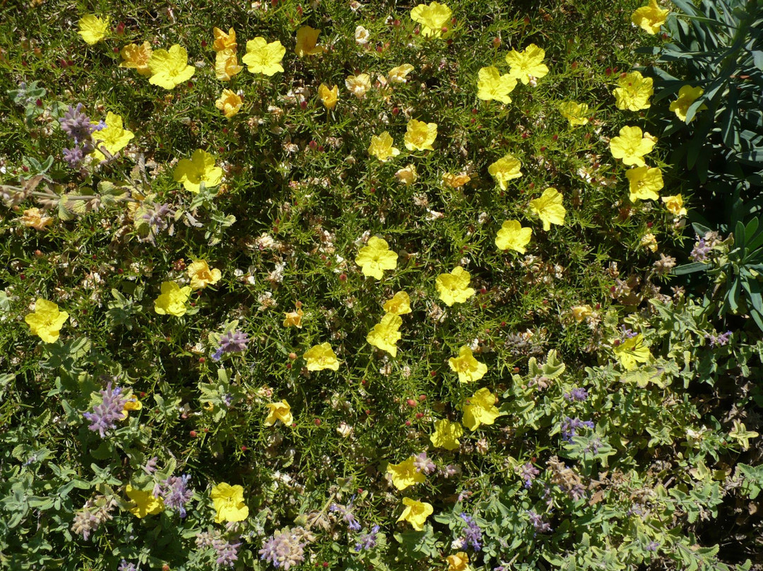 Santa Ynez Valley Historical Museum and Janeway-Parks Carriage House-圣伊内斯必去景点