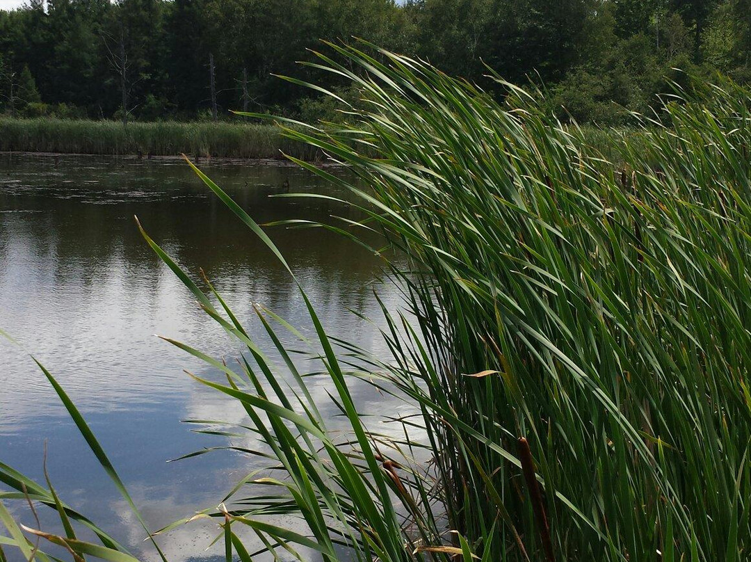 Laurier Woods Conservation Area-诺斯贝必去景点