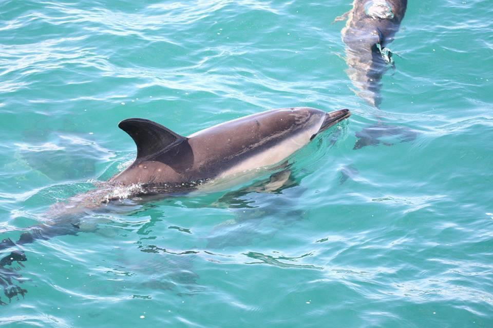 Gairloch Marine Life Centre & Cruises景点图片