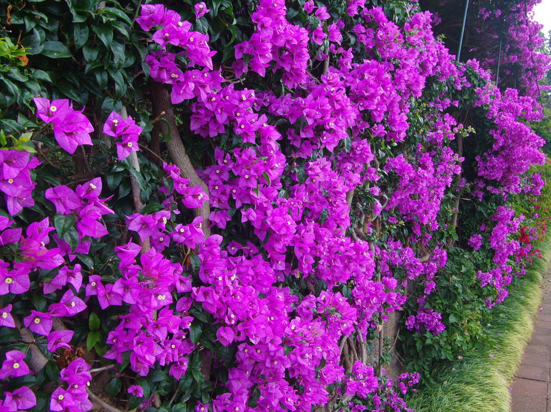 Madeira Botanical Garden-沙尔必去景点