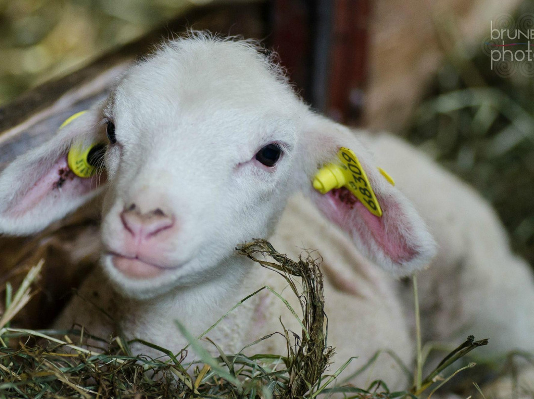 La Ferme aux Mille Cailloux-Franklin必去景点
