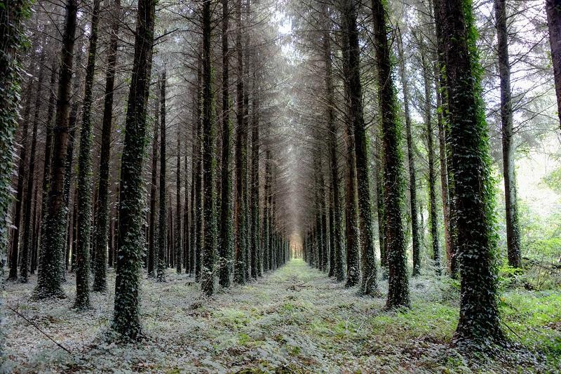 Paimpont Forest景点图片