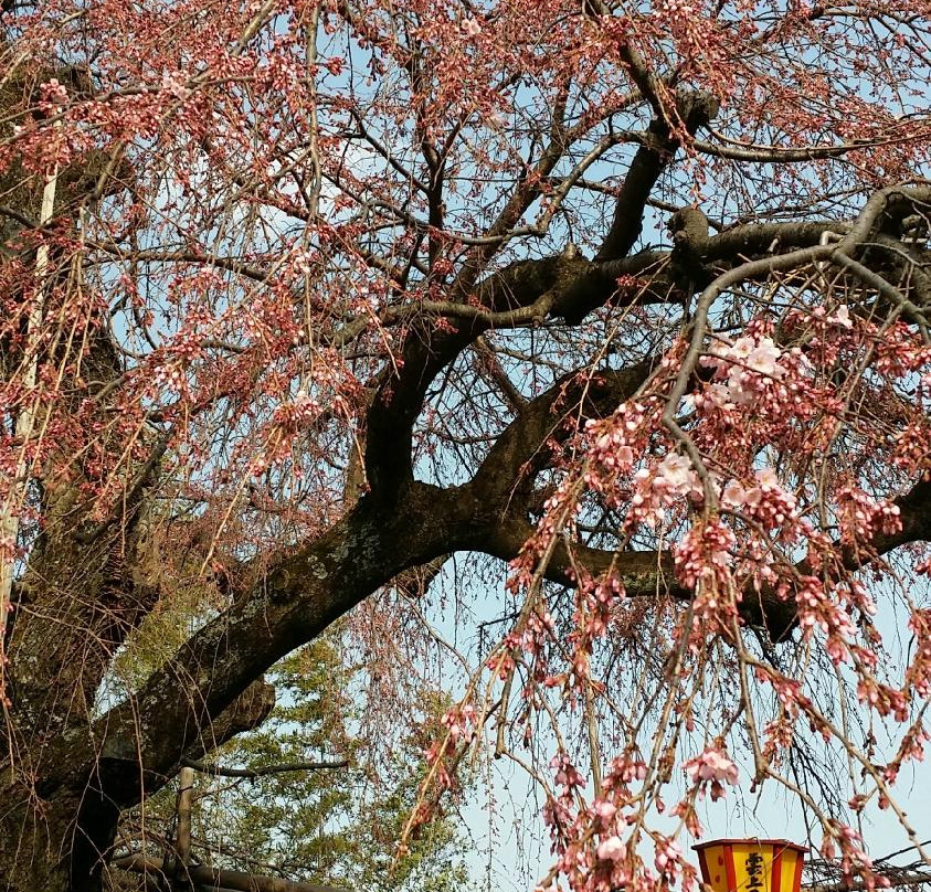 Unjo No Sakura-池田町必去景点