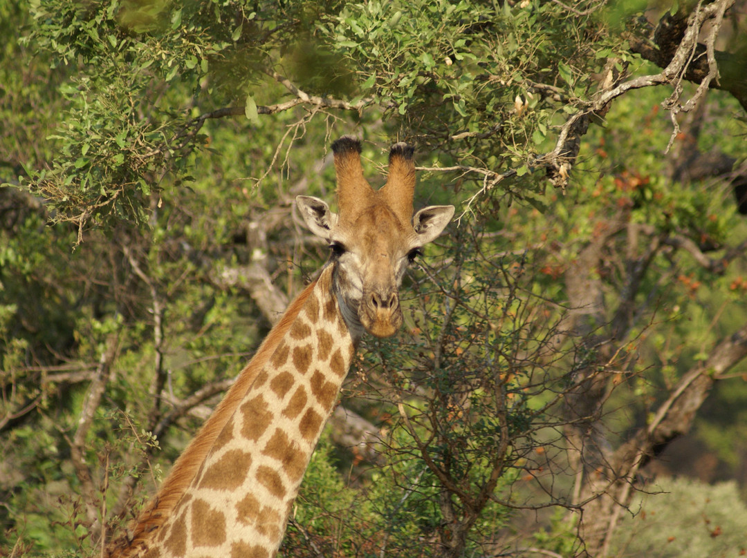 Mthethomusha Game Reserve-马里兰必去景点