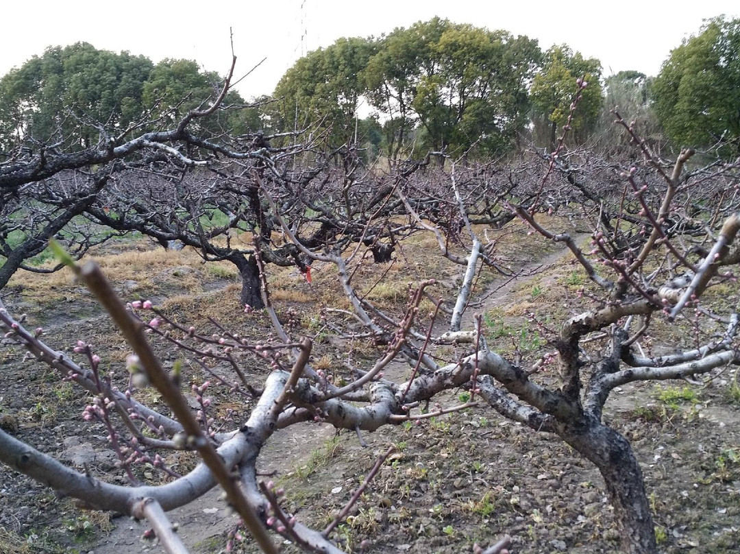 桃城度假村主图