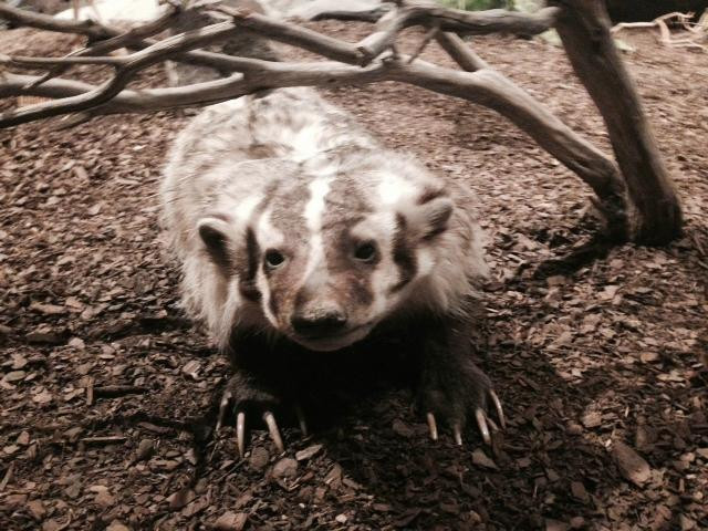 Cabela's-沃思堡必去景点