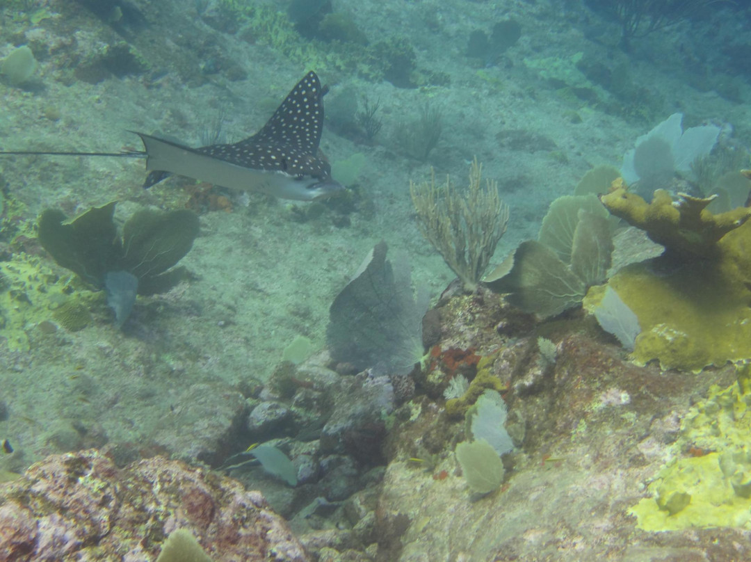 La Bulle Diving Center-居斯塔维亚必去景点