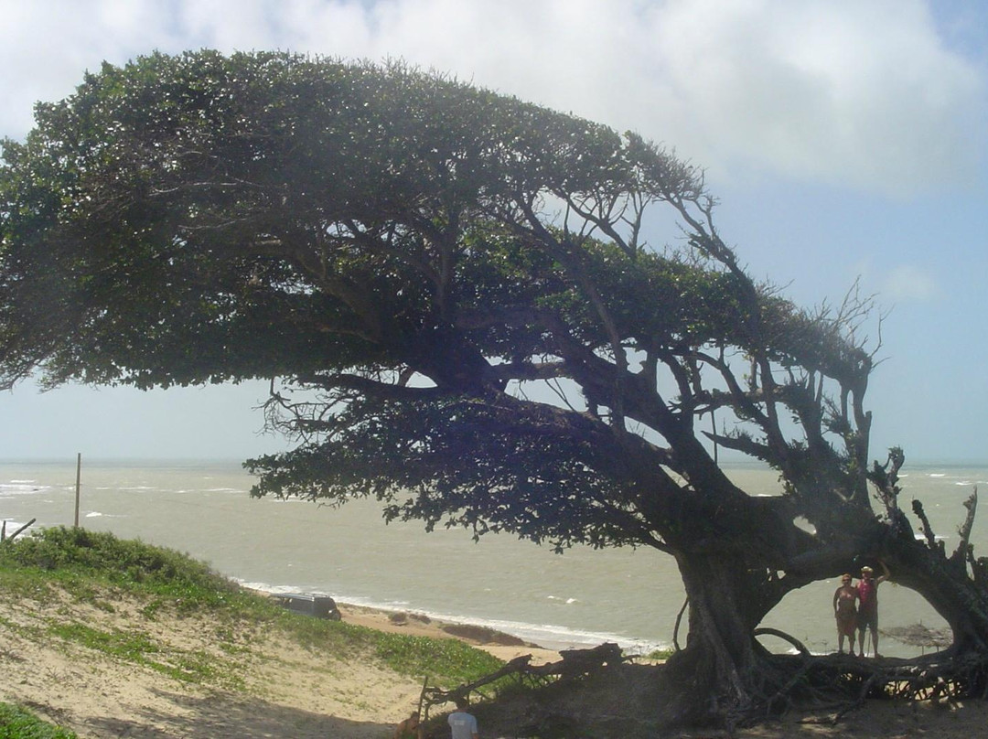 Cabo de Saõ Roque Lighthouse-Maxaranguape必去景点