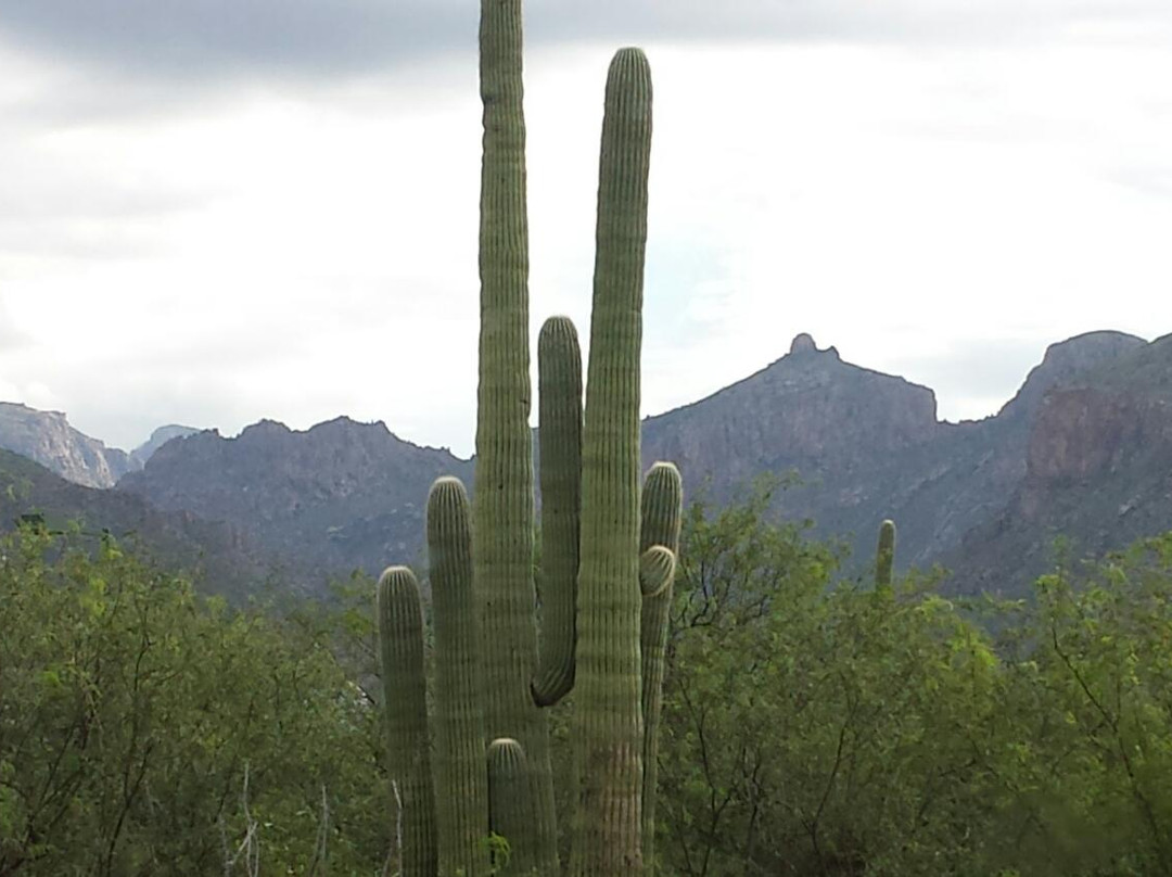 Mt. Lemmon Scenic Byway-图森必去景点