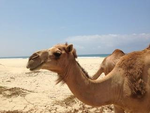 Sub Aqua Dive Center-塞拉莱必去景点