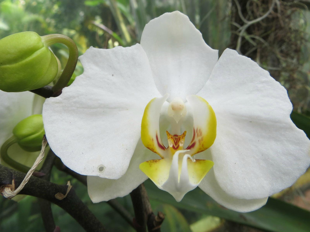 Jardin Botanico de Bogota Jose Celestino Mutis-波哥大必去景点