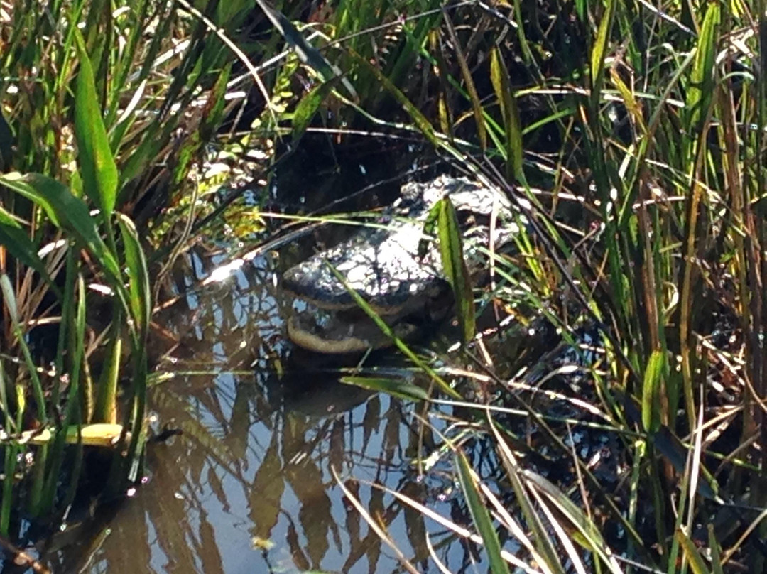 Marsh Landing Adventures-基西米必去景点