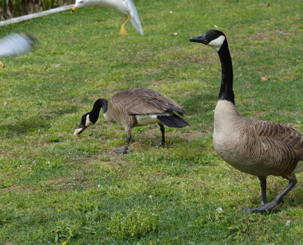 Fielding Memorial Park-Sudbury必去景点