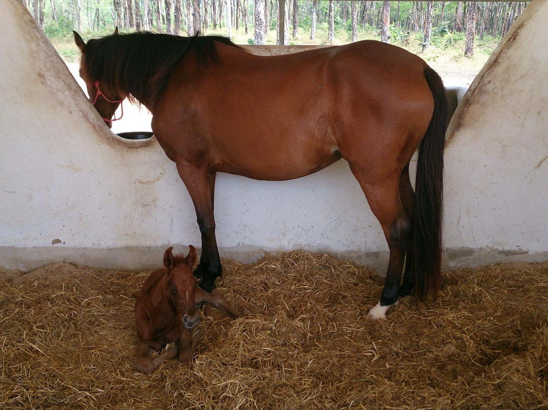 Khaolak Horse Club-拉克山必去景点