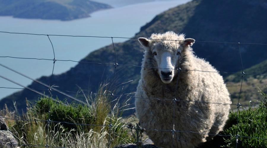 Eco Walks-基督城必去景点