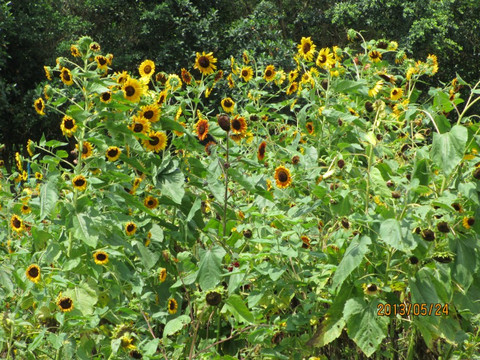 花花大世界 -南宁市必去景点
