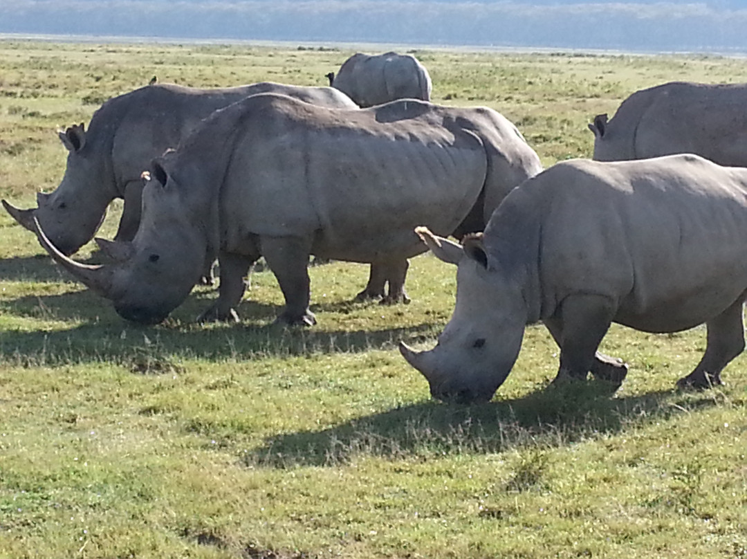 Julius T Safaris-蒙巴萨必去景点