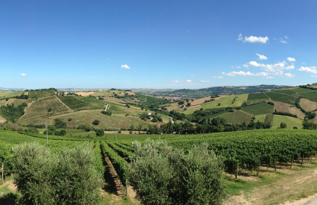Sartarelli Winery-Poggio San Marcello必去景点