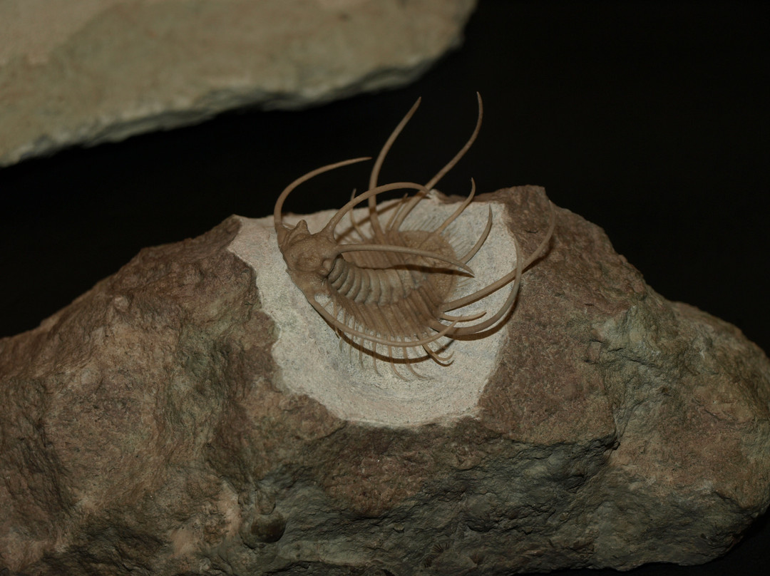 Dinosaurland Fossil Museum-莱姆里杰斯必去景点