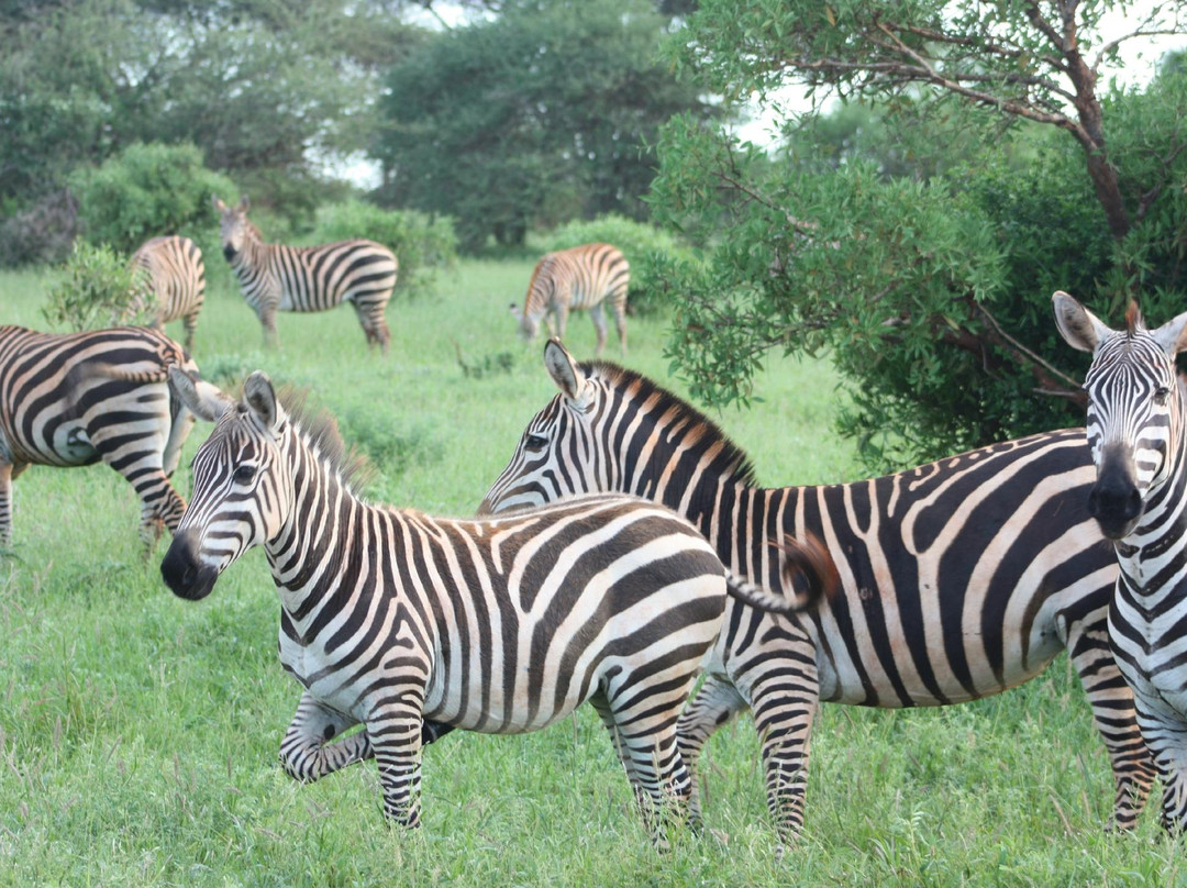 Thomas Tours & Safaris - Private Day Tours-瓦塔木必去景点