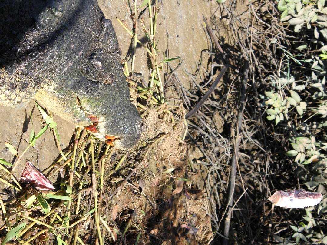 The Original Adelaide River Queen Jumping Crocodile Cruises-达尔文市必去景点
