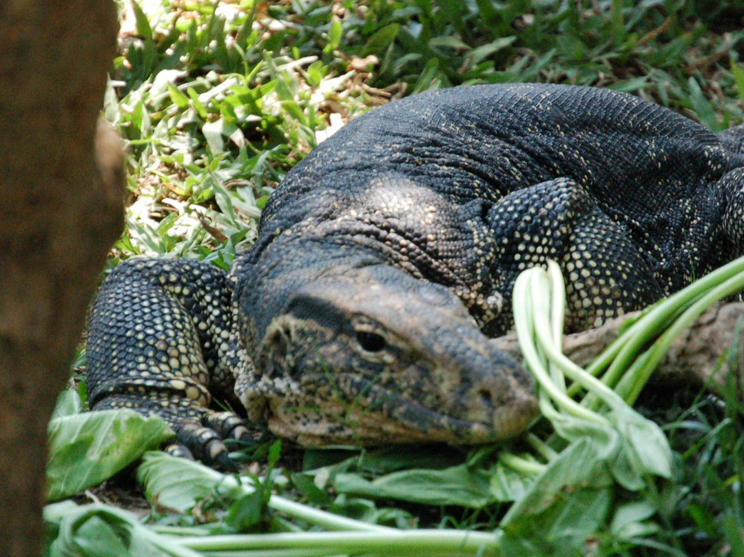 Trio Komodo Day Tours景点图片