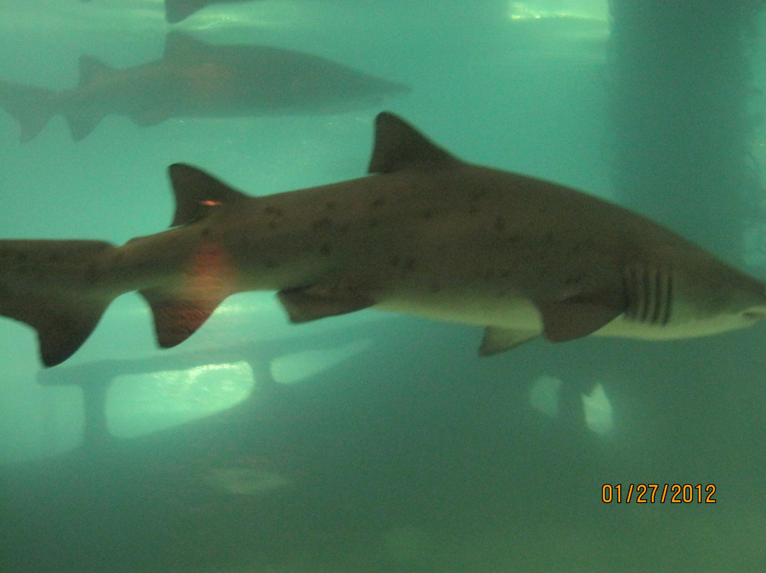 Greater Cleveland Aquarium-克利夫兰必去景点