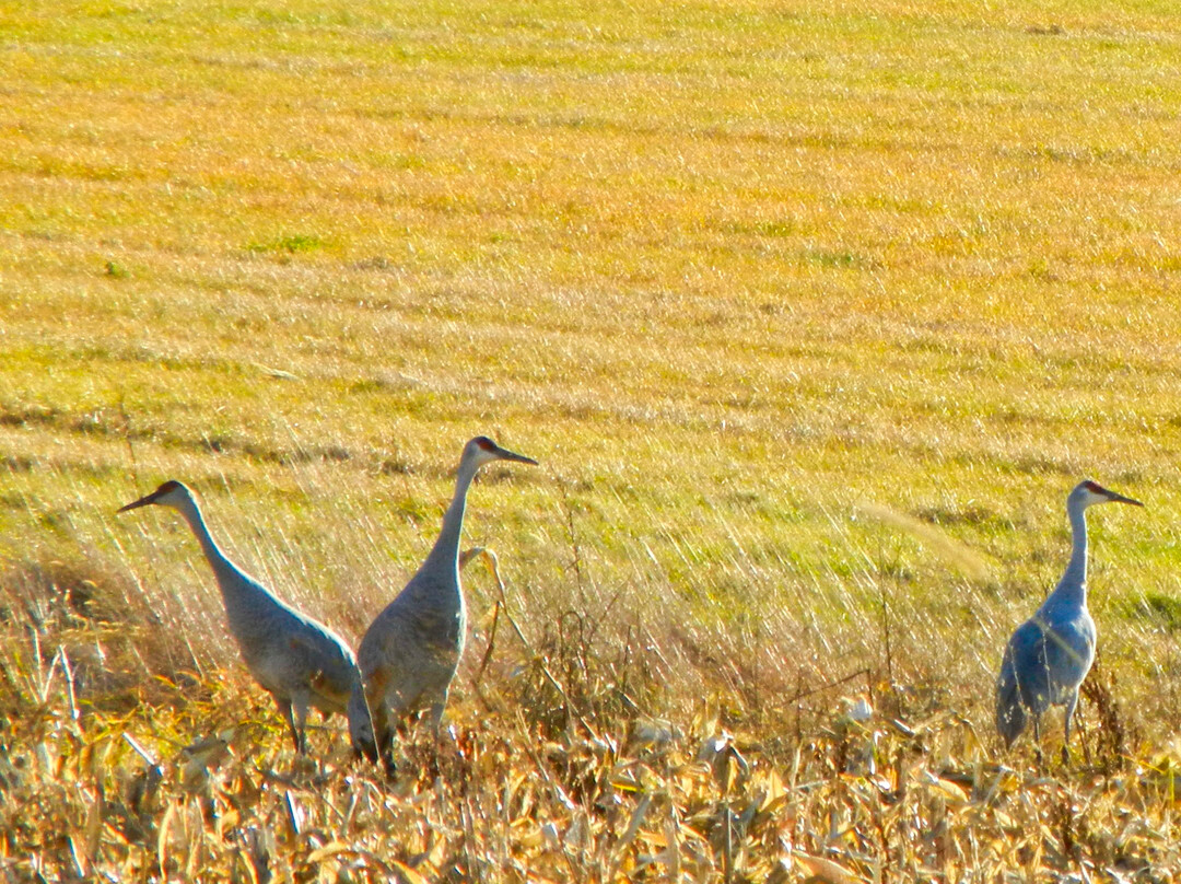 Crex Meadows Wildlife Area-Grantsburg必去景点