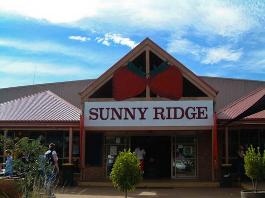 Sunny Ridge Strawberry Farm-Main Ridge必去景点