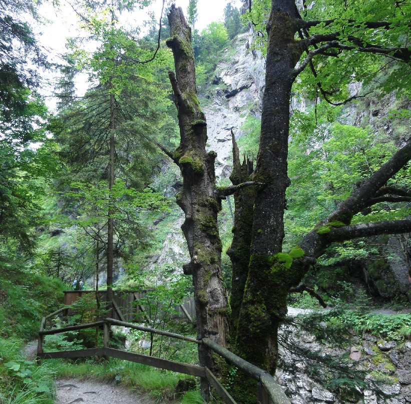 Bummelzug Wildschönau景点图片