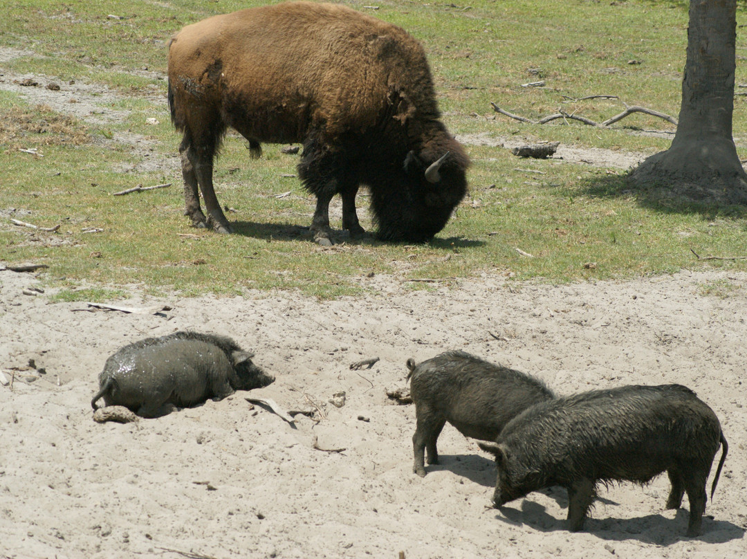 Billie Swamp Safari-克莱维斯顿必去景点