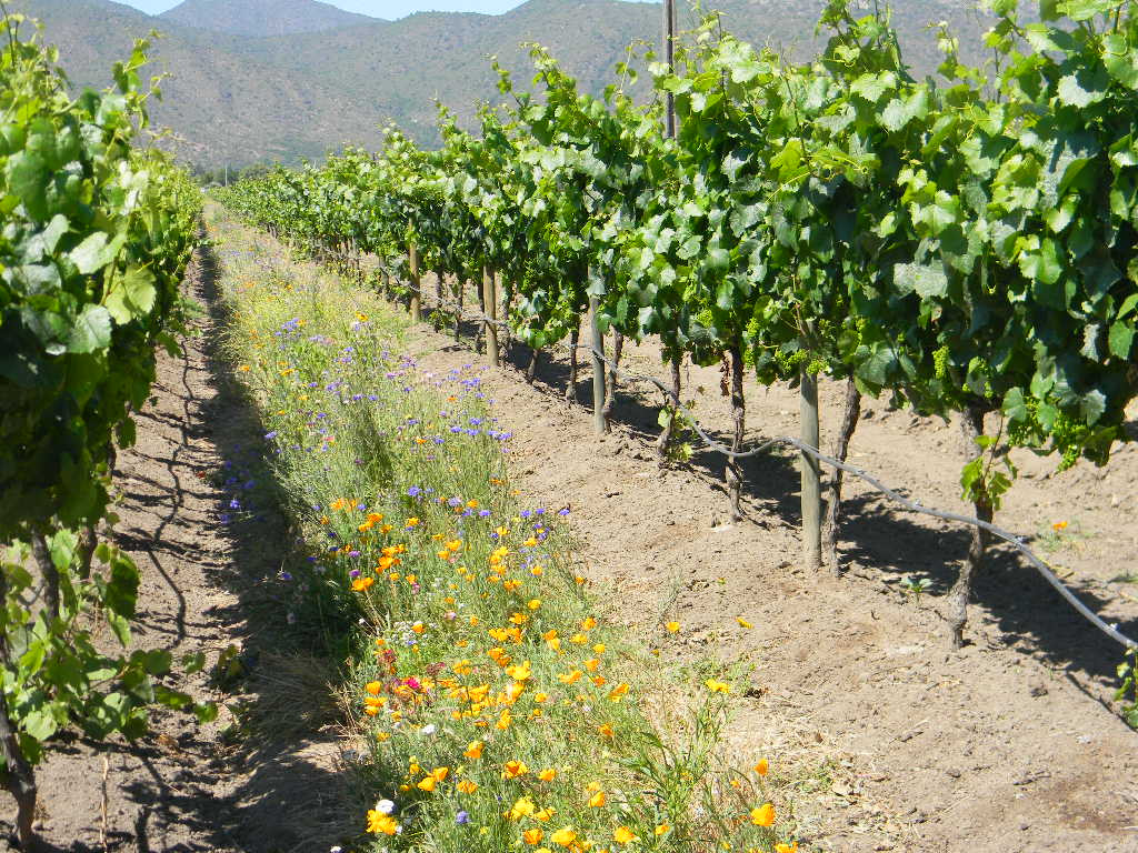 Colchagua Wine Lovers景点图片