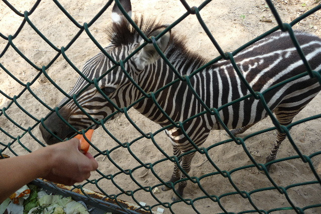 北京野生动物园-北京市必去景点
