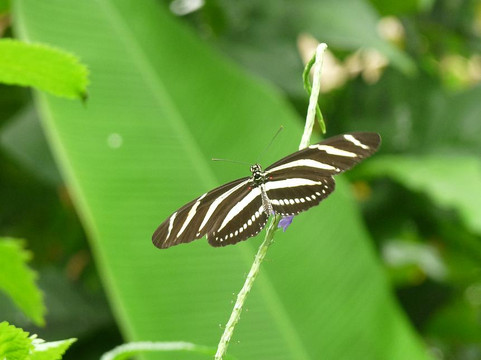 The Butterfly and Orchid Garden
