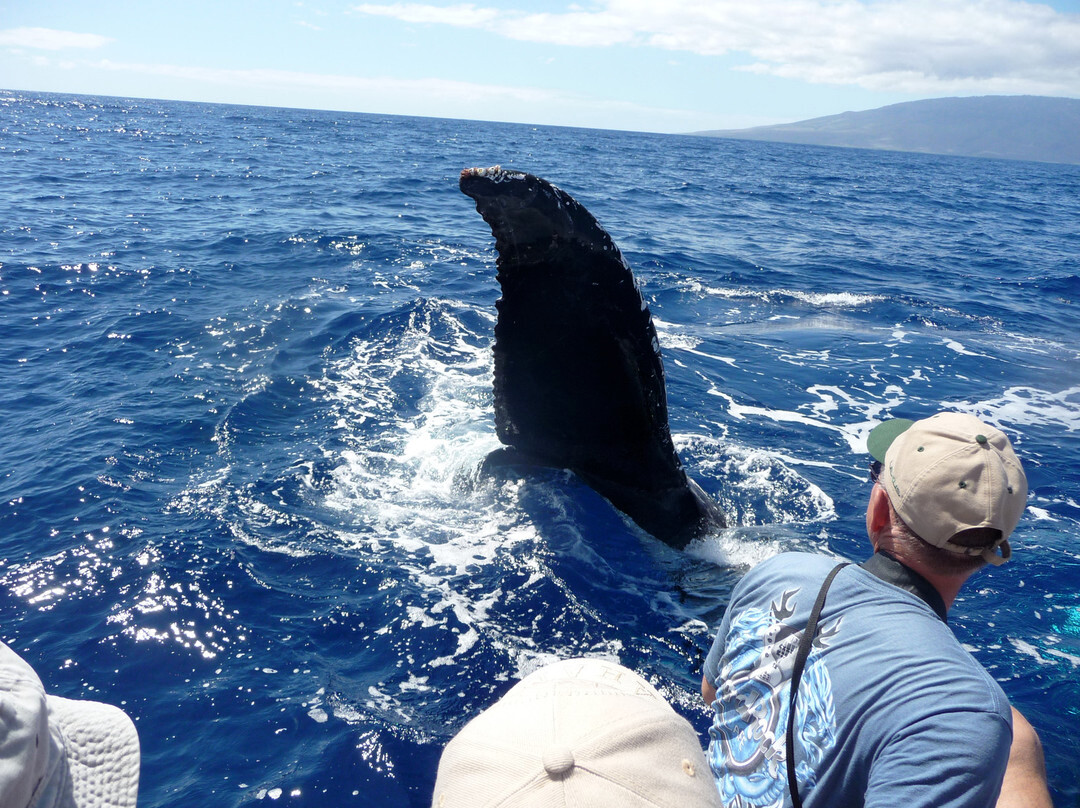 Island Star Excursions-怀露库必去景点
