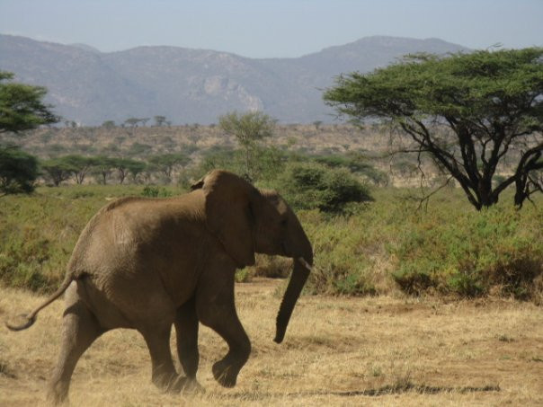 Elephant Watch Camp & Safaris景点图片