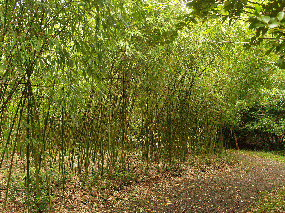 Glengarriff Bamboo Park-Glengarriff必去景点