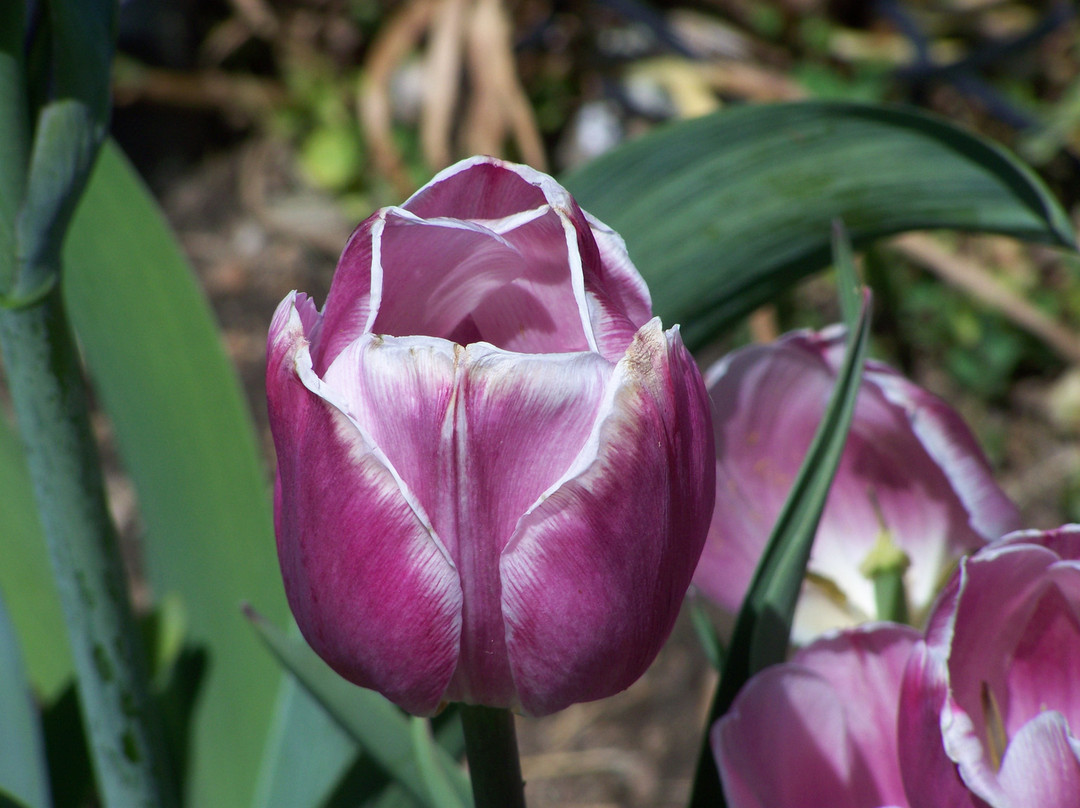 Yampa River Botanic Park-斯廷博特斯普林斯必去景点