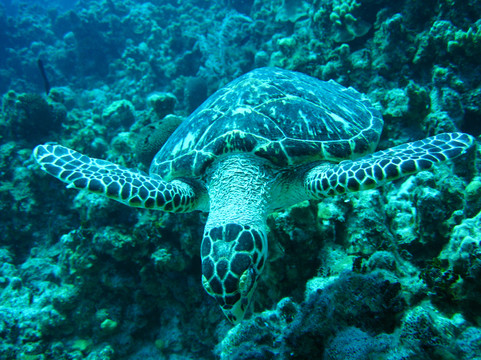 Cayman Diving-七哩滩必去景点