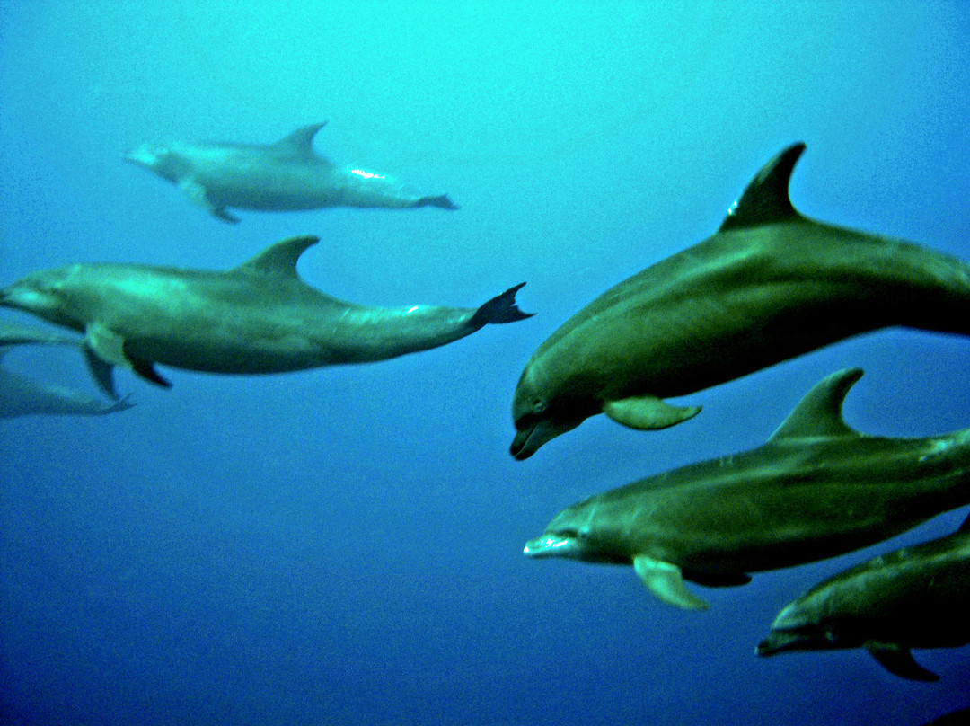 Dolphin Dive Center景点图片