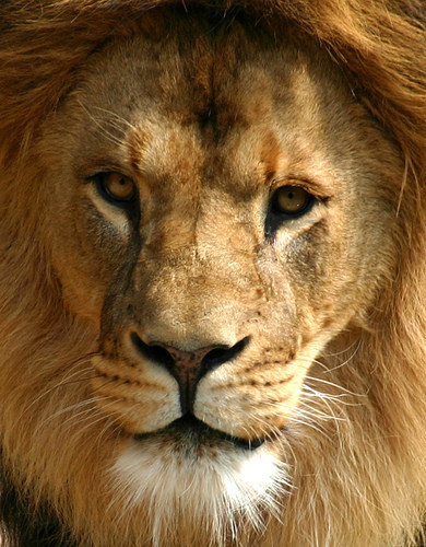 Mara Triangle-马赛马拉国家野生动物保护区必去景点