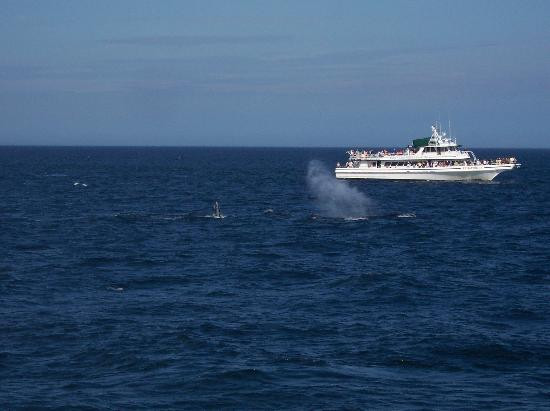 Hyannis Whale Watcher Cruises-Barnstable必去景点