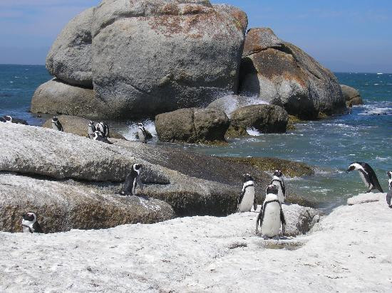 Boulders Beach Penguin Colony-西门镇必去景点