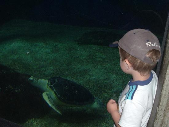 Virginia Aquarium & Marine Science Center-弗吉尼亚海滩必去景点