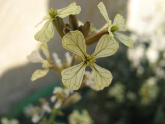 Tanta旅游攻略图片