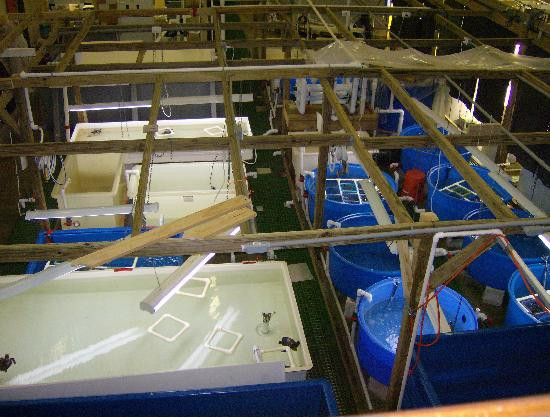 Gumbo Limbo Nature Center-博卡拉顿必去景点