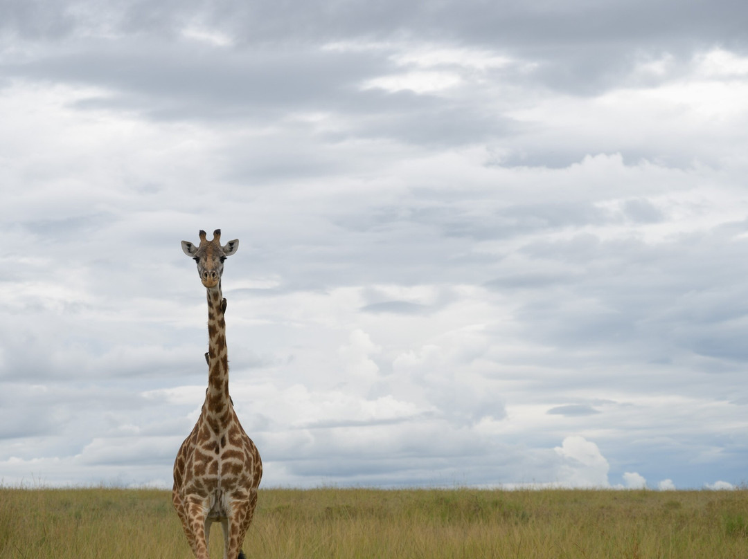 Steenbok Safaris and Car Hire-内罗毕必去景点