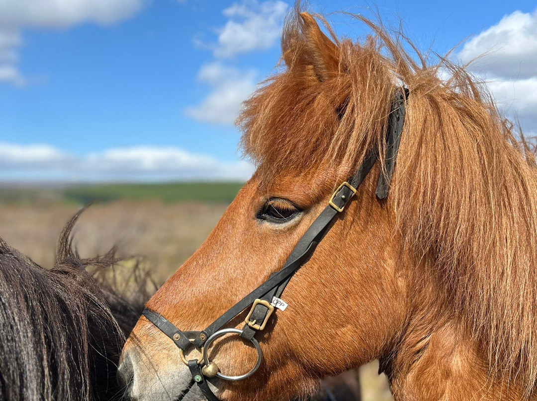 Galdrahestar Riding Tours-埃伊尔斯塔济必去景点
