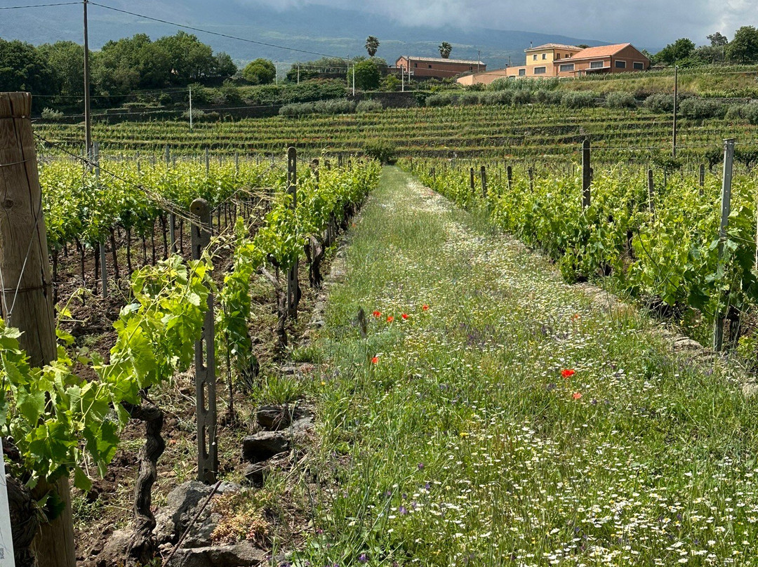 Tenuta delle Terre Nere Azienda Vinicola景点图片