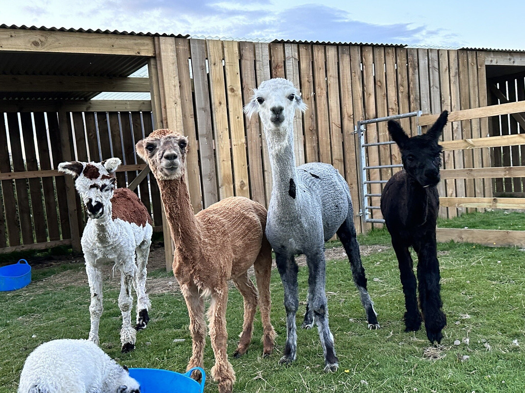 Affrigate Alpacas - Orkney-Brims必去景点